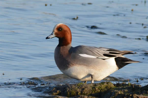 widgeon